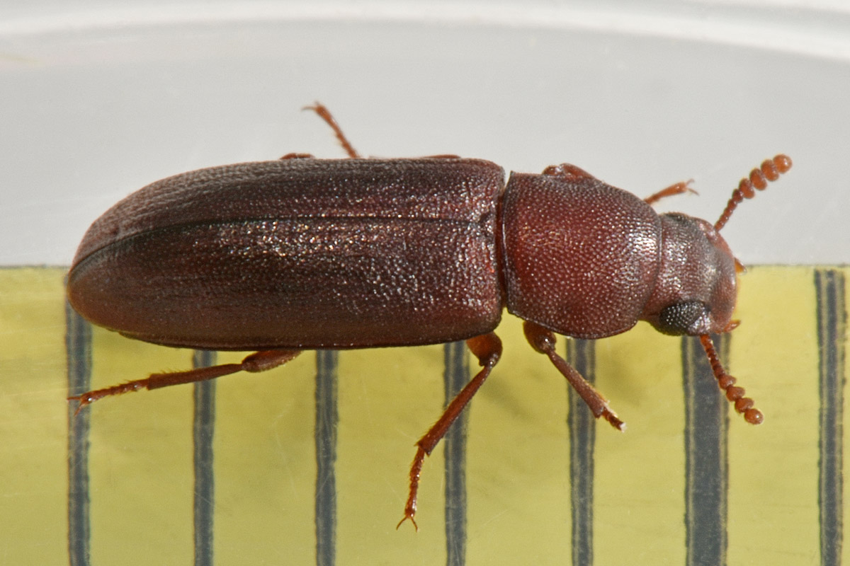 Tenebrionidae: Lyphia tetraphylla